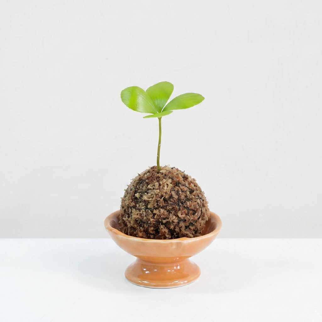 觀葉植物苔球【廁所OK!!】
