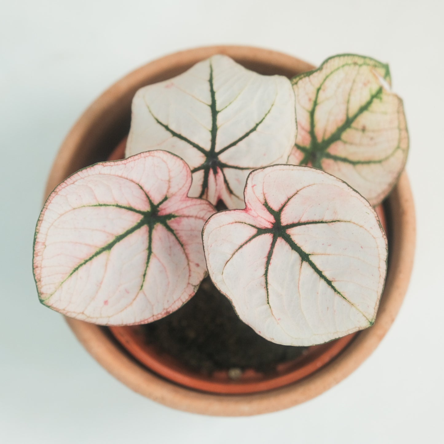 泰國彩葉芋(一物一拍)
