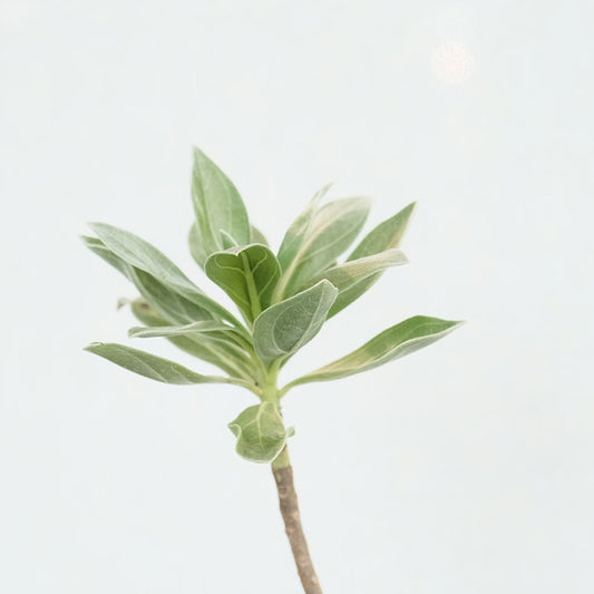 白水木