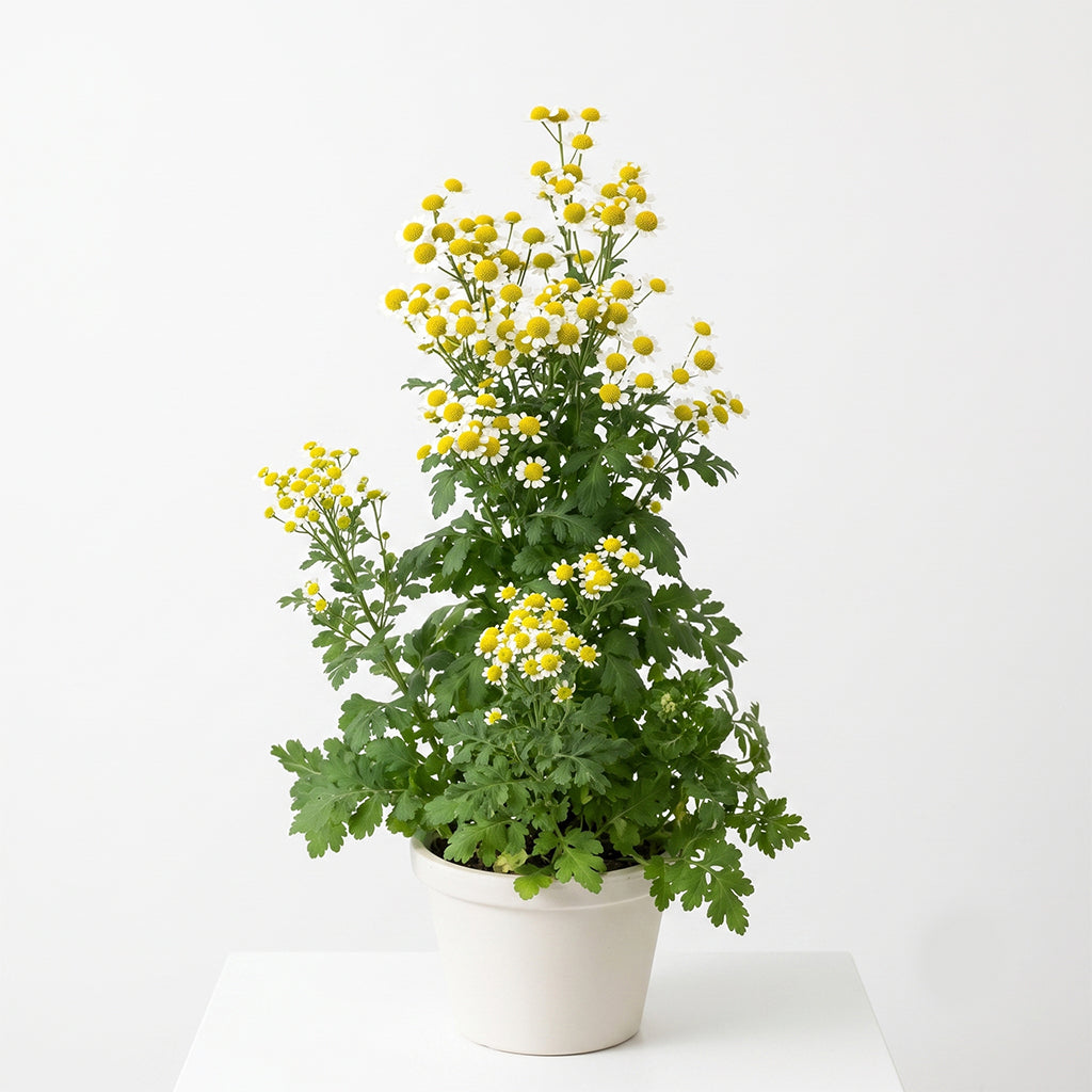 洋甘菊