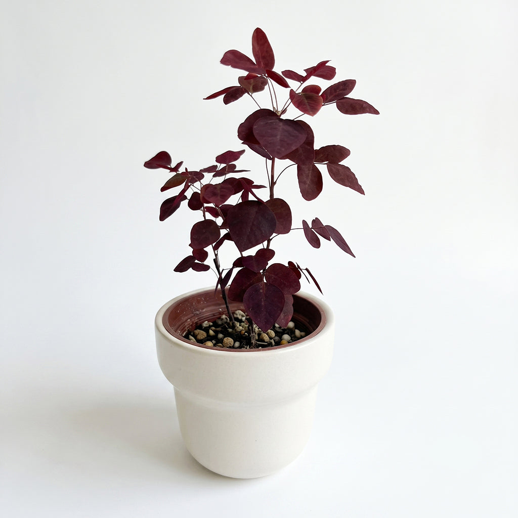 小紅楓酢漿草