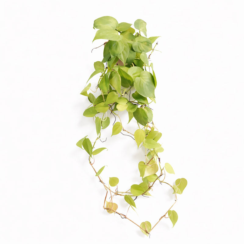 黃金心葉蔓綠絨