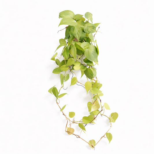 黃金心葉蔓綠絨