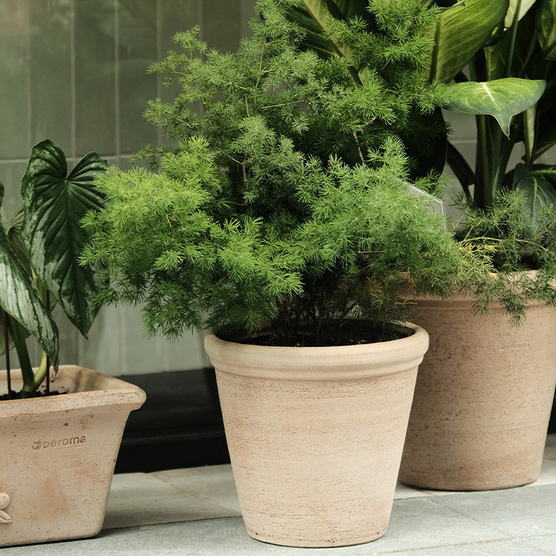 Deroma Vaso Etrusco手工盆