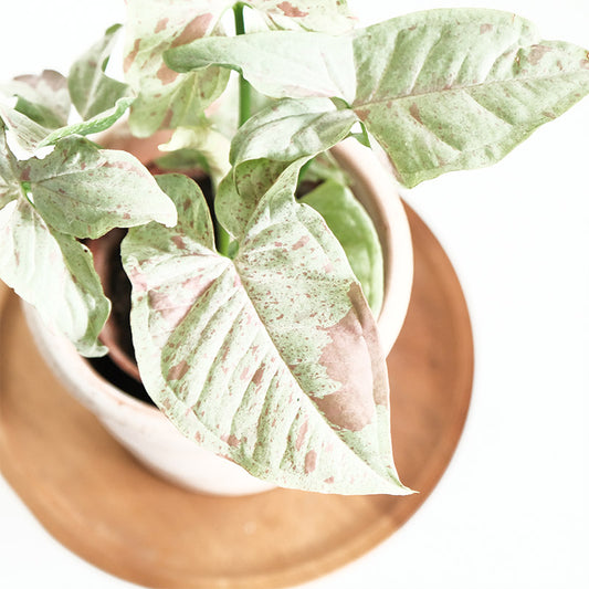 牛奶紙屑合果芋