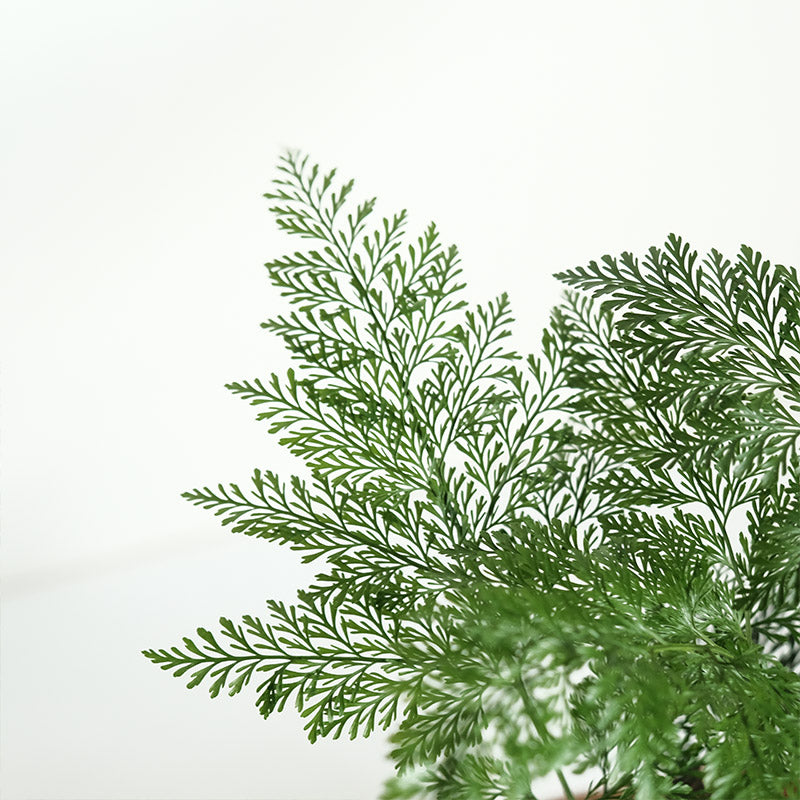 骨碎補蕨