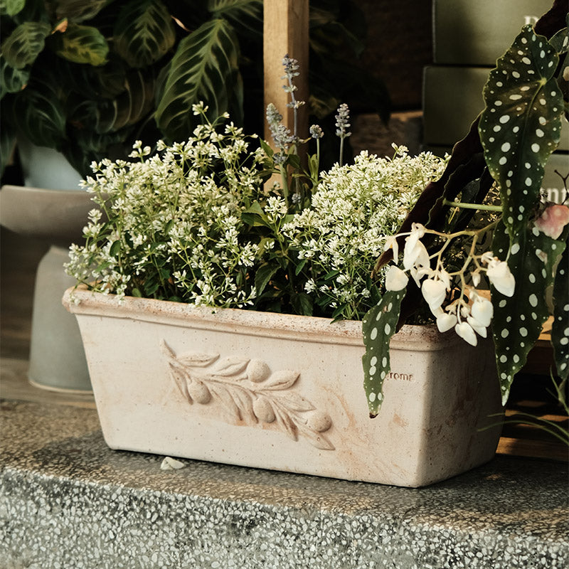 Deroma Cassetta Olive 橄欖枝長盆