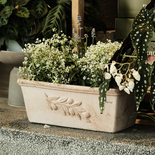 Deroma Cassetta Olive 橄欖枝長盆