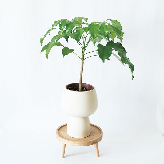 旺旺樹（海南杉菜豆）