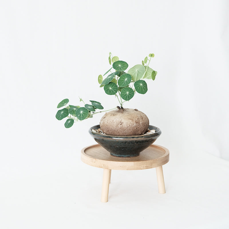 圓葉山烏龜 (塊根5-6cm，保證發芽）
