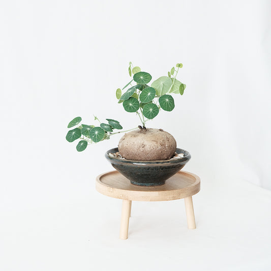 圓葉山烏龜 (塊根5-6cm，保證發芽）