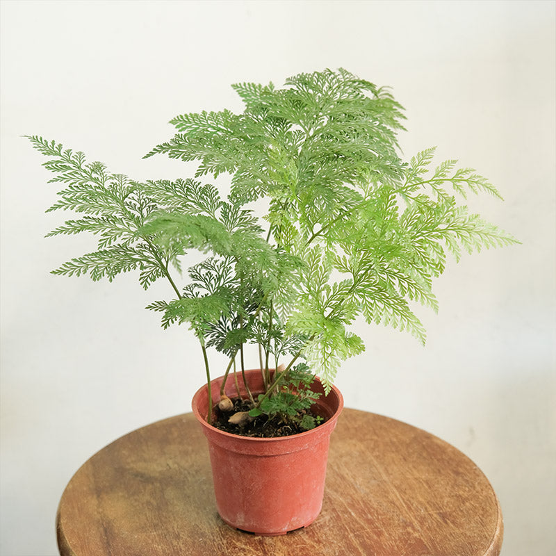 骨碎補蕨