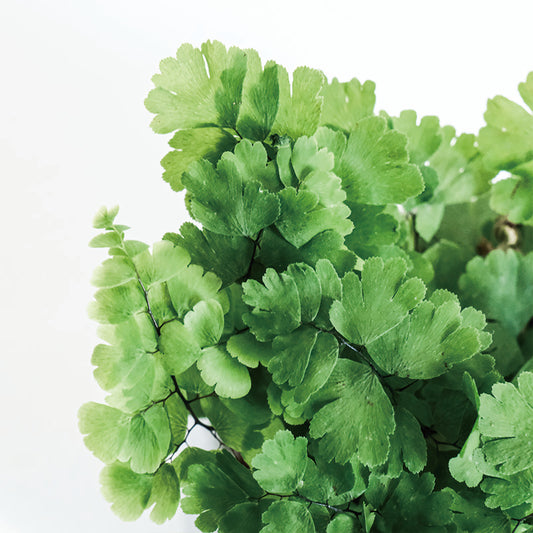 雲朵鐵線蕨
