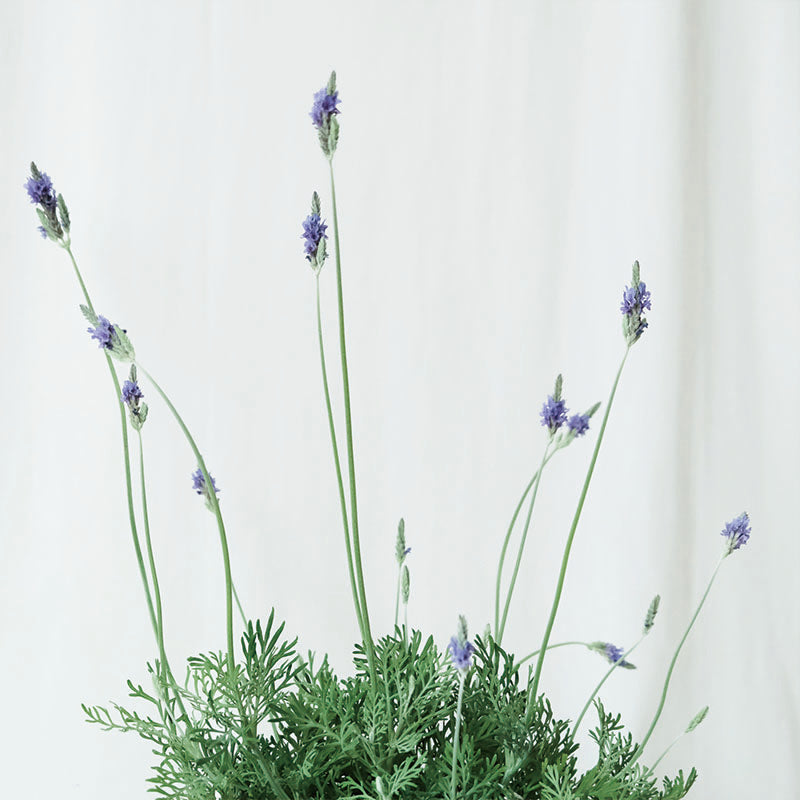 羽裂薰衣草