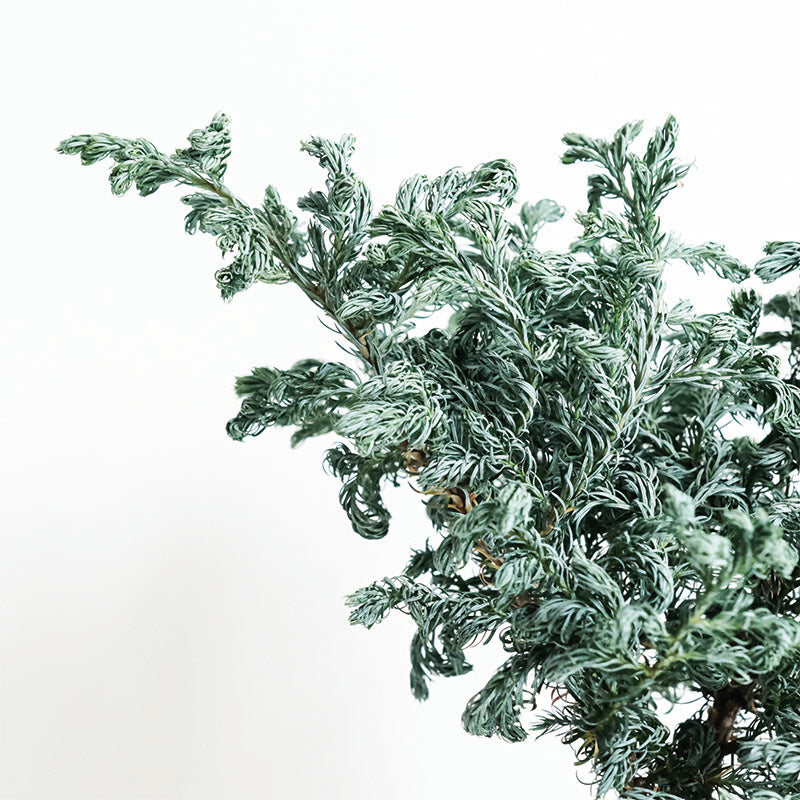 藍爪柏