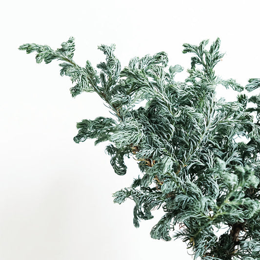 藍爪柏