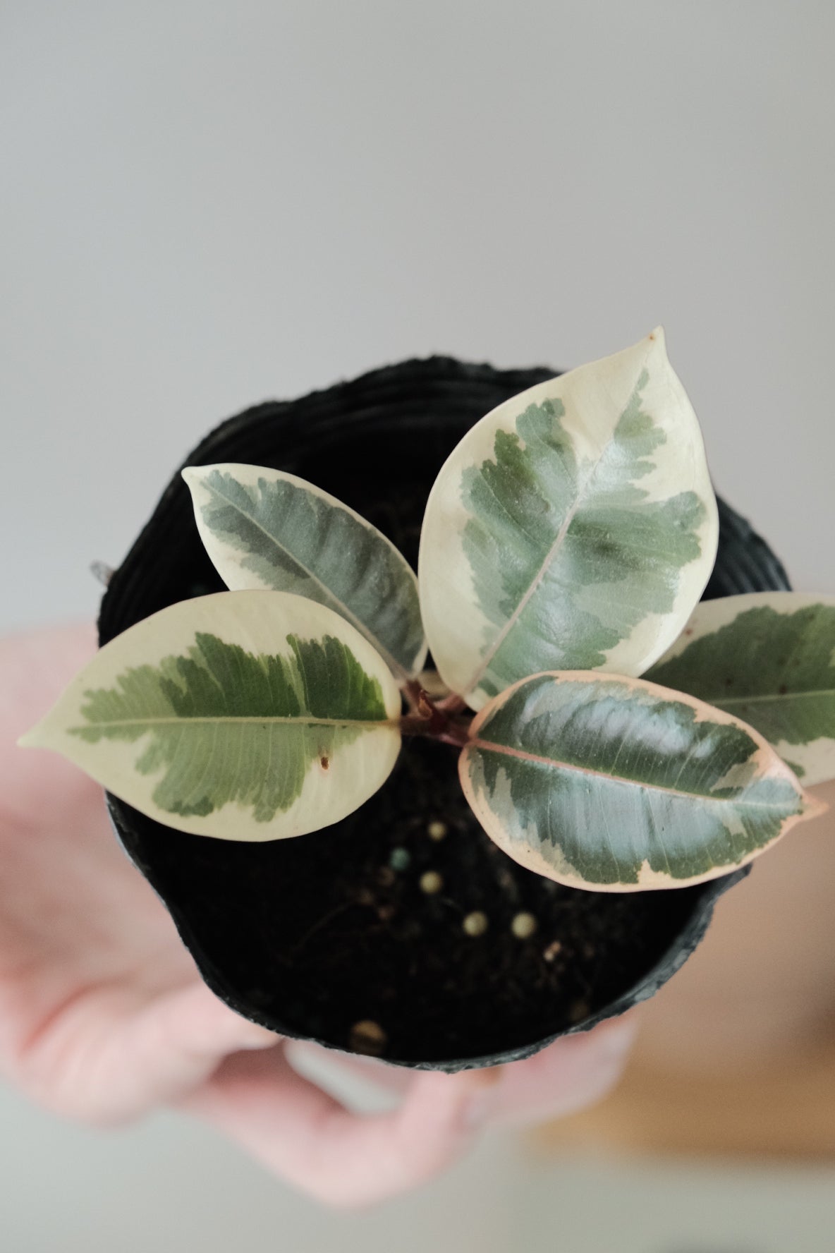 斑葉橡膠樹