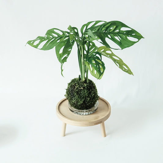 觀葉植物苔球【廁所OK!!】