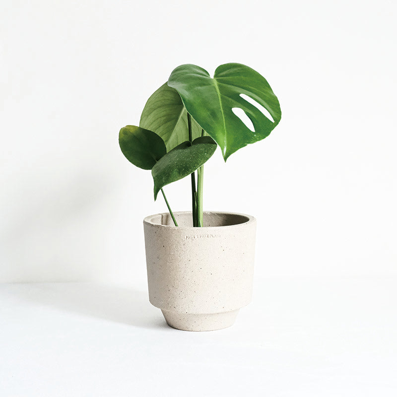 龜背芋