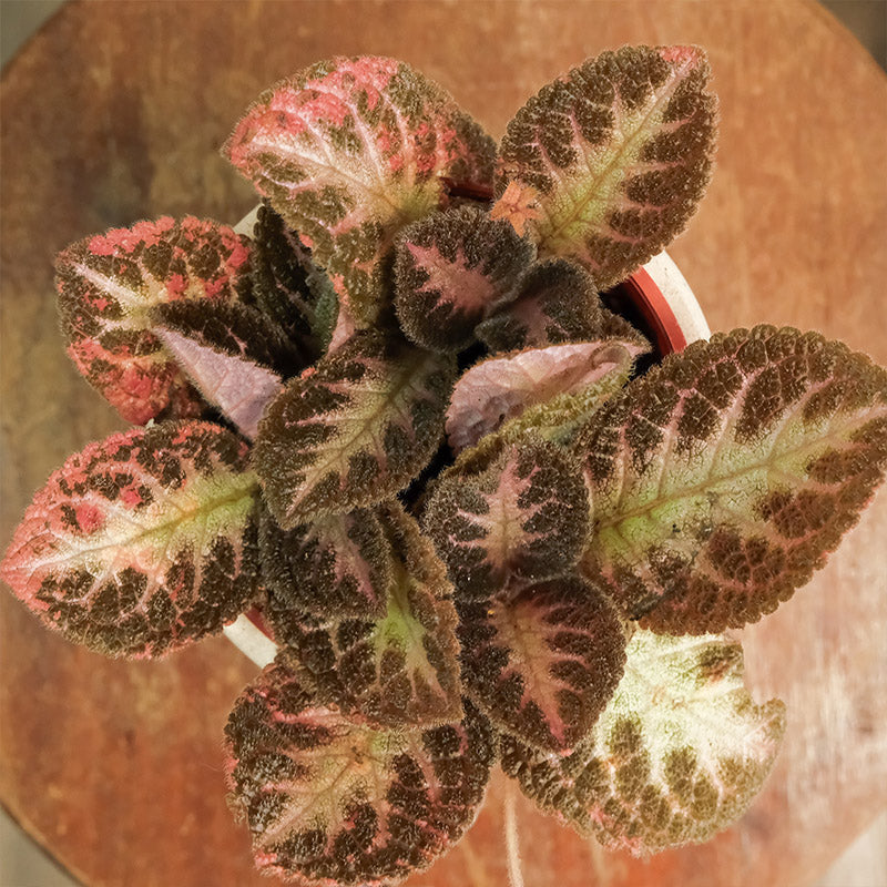 喜陰花（粉）