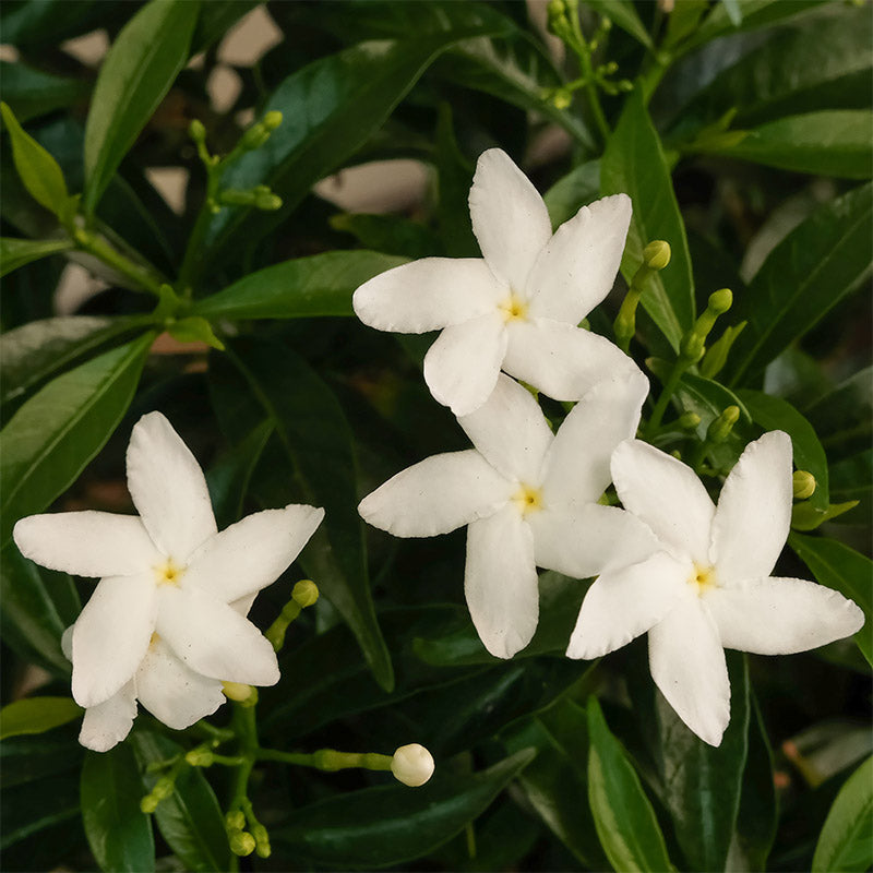 珍珠馬茶花