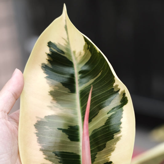 斑葉橡膠樹