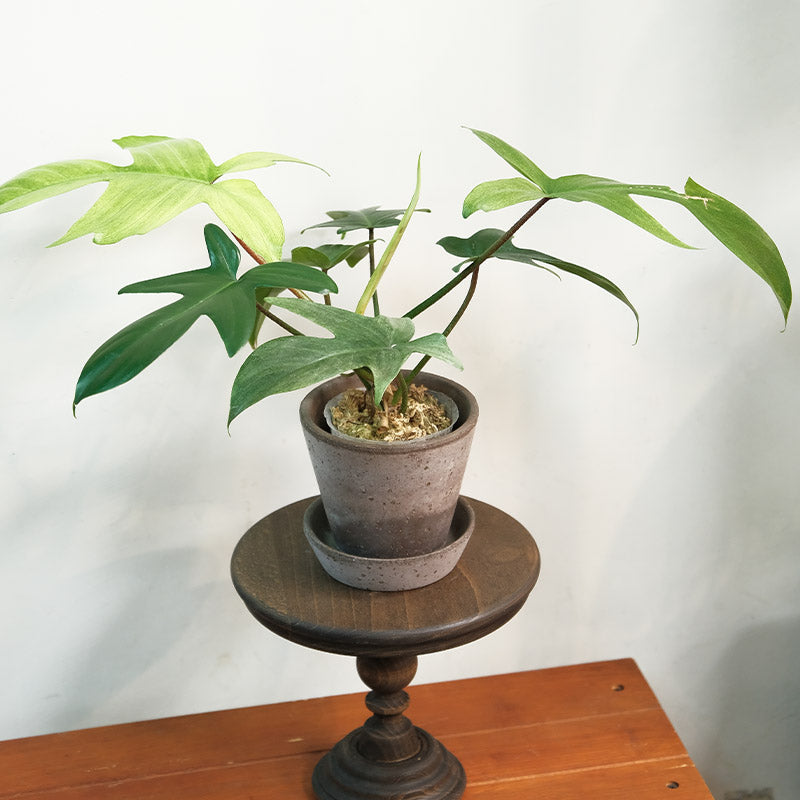 木製蛋糕檯