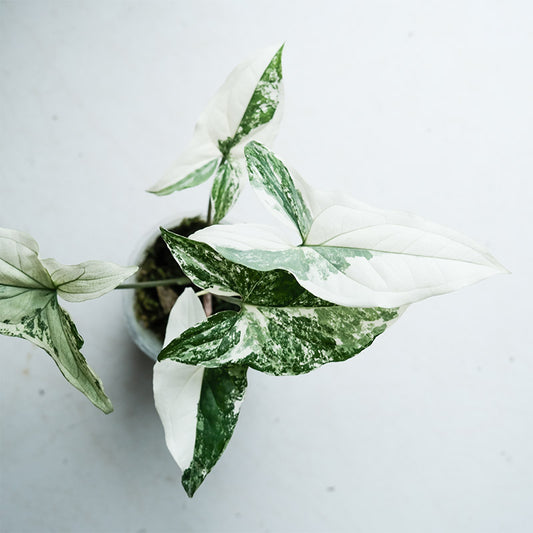 斑葉合果芋