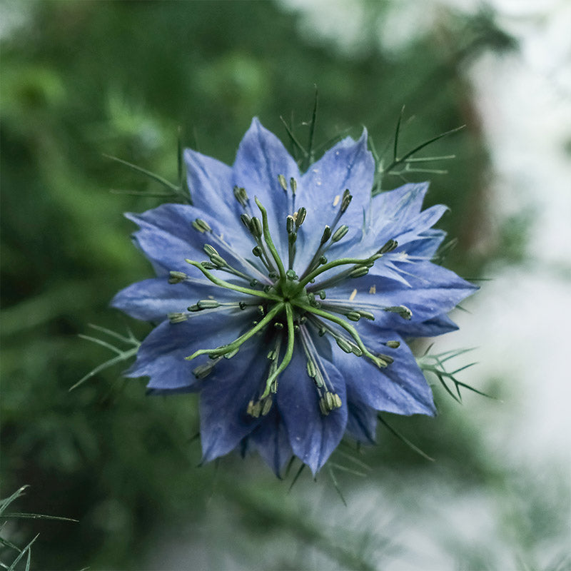 歐洲黑種草