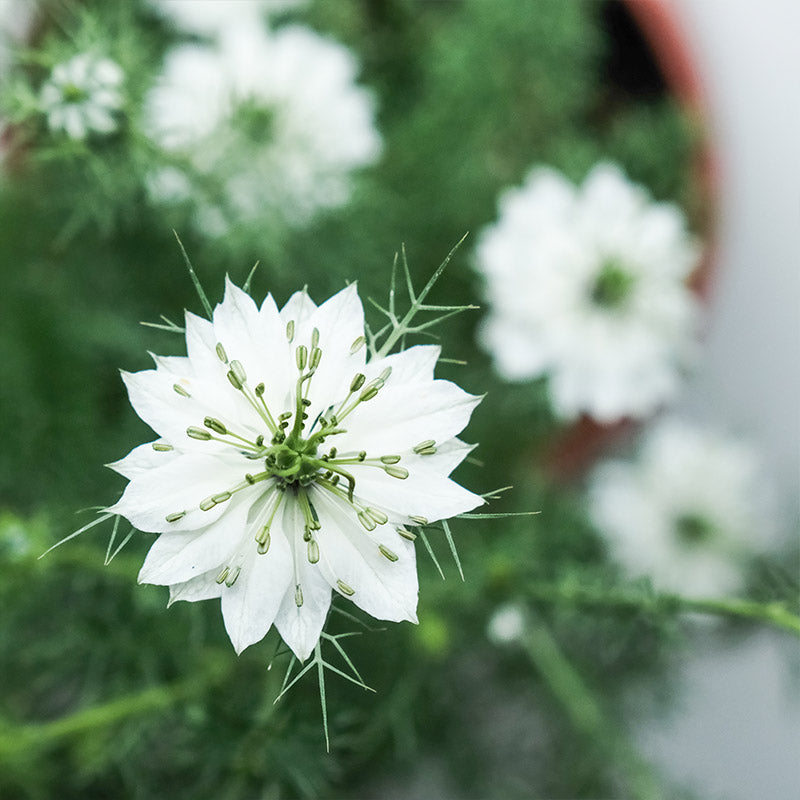 歐洲黑種草