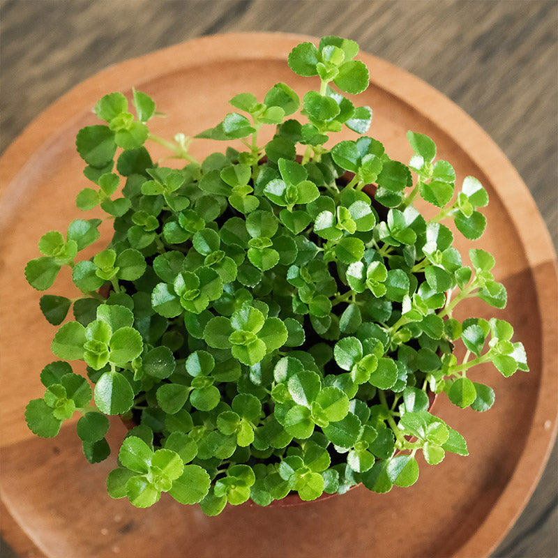 嬰兒淚（天使的眼淚）