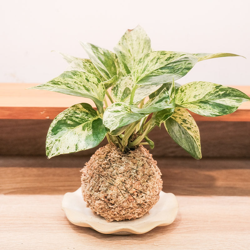 觀葉植物苔球【廁所OK!!】