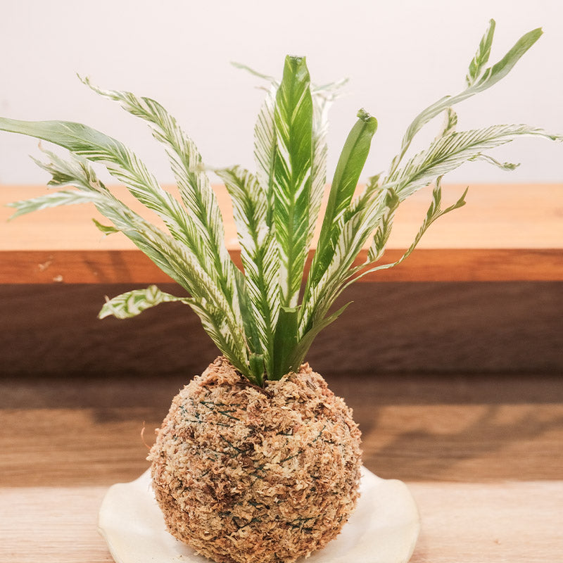 觀葉植物苔球【廁所OK!!】
