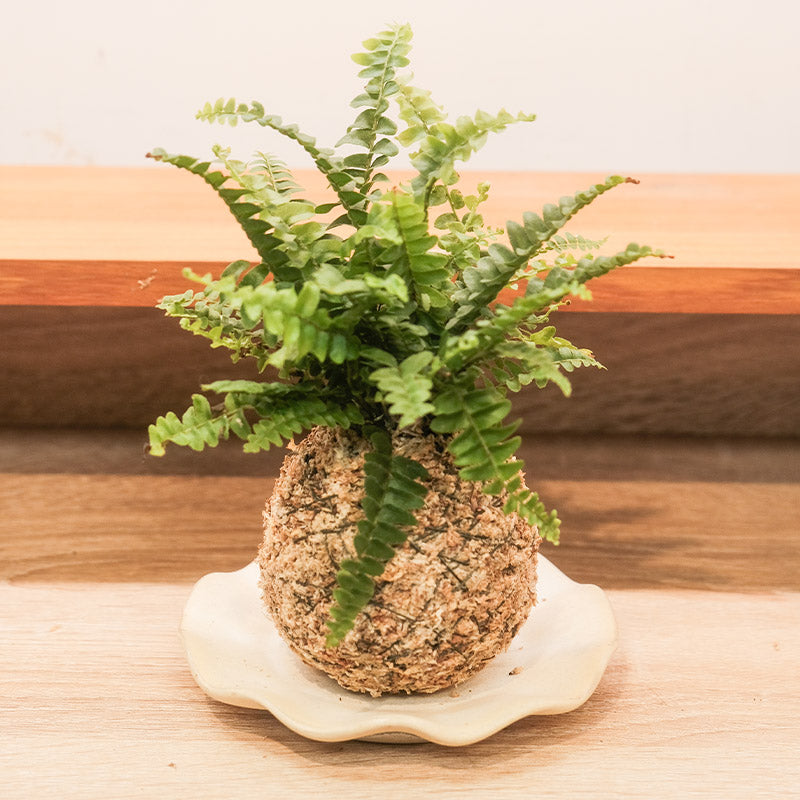 觀葉植物苔球【廁所OK!!】