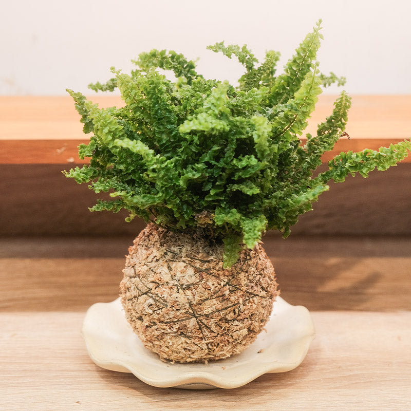觀葉植物苔球【廁所OK!!】