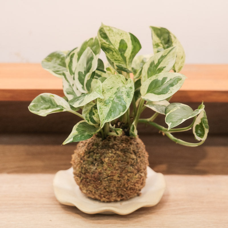 觀葉植物苔球【廁所OK!!】