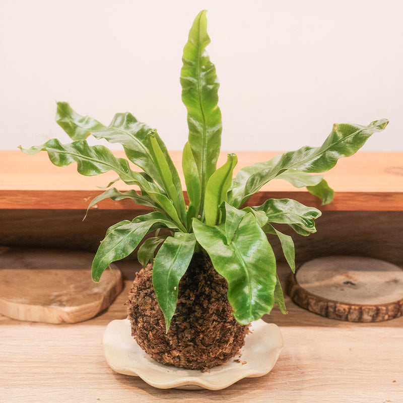 觀葉植物苔球【廁所OK!!】