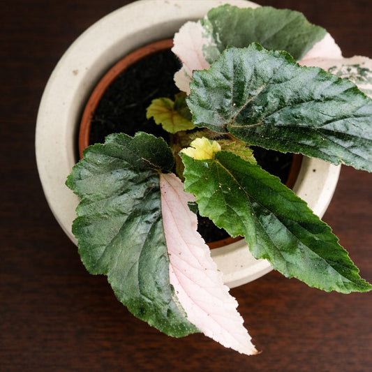 黃斑四季秋海棠