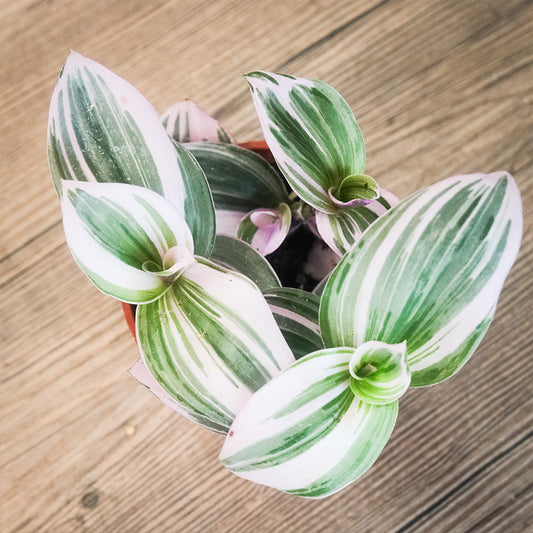 霓虹水竹（婚禮油畫）