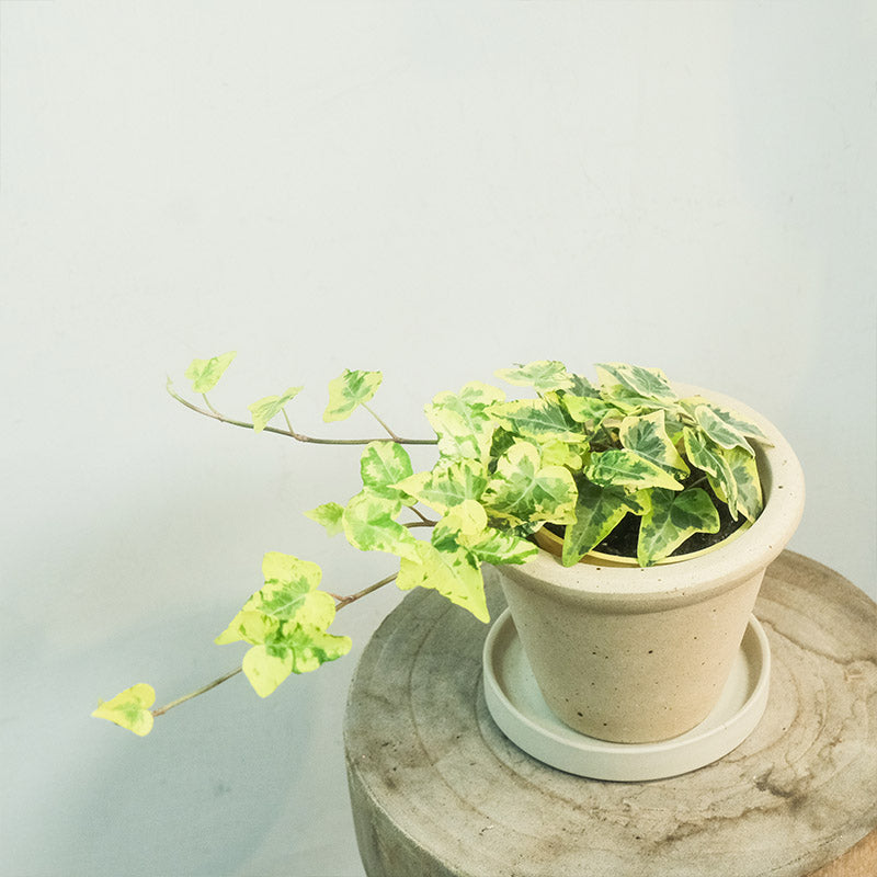 金色蜂鳥常春藤