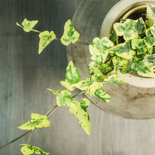 金色蜂鳥常春藤