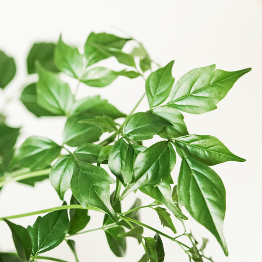 小葉山菜豆（幸福樹）