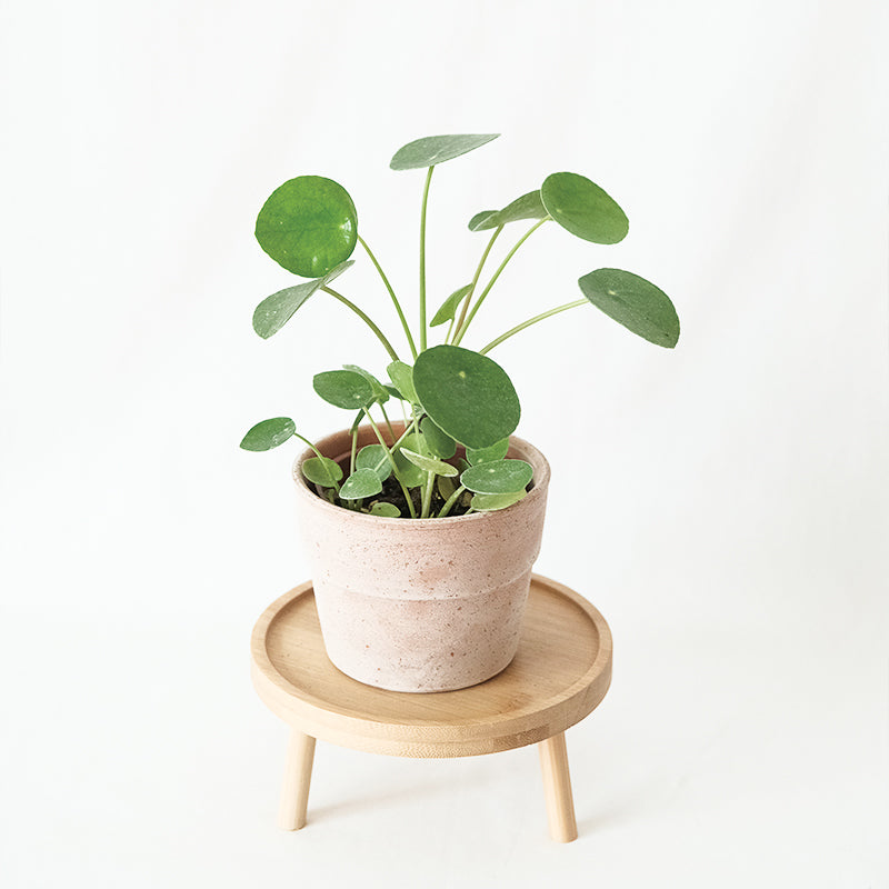鏡面草