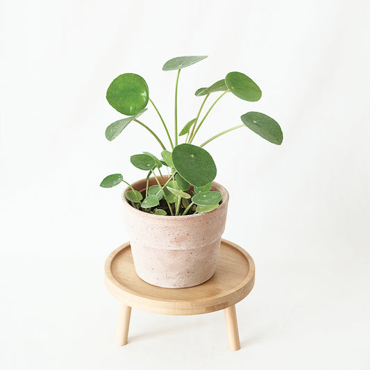 鏡面草