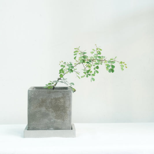 墨水樹