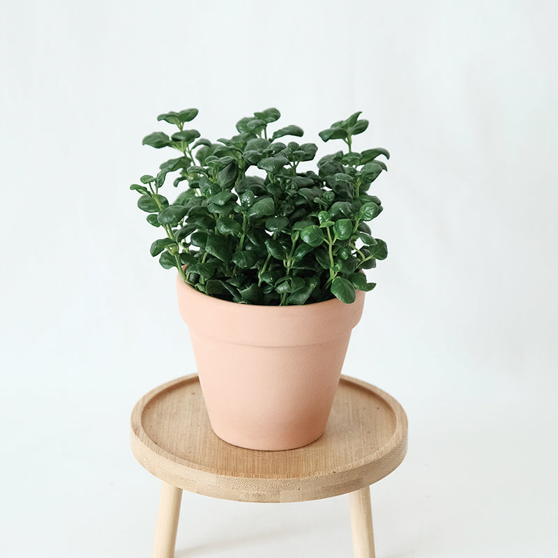 彈簧草