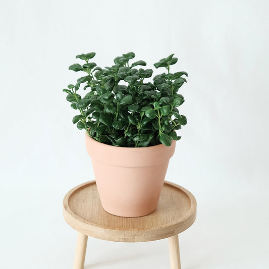 彈簧草