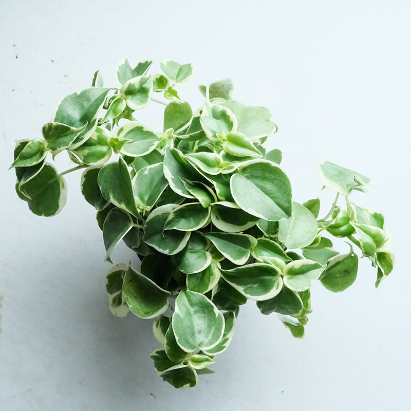 斑葉垂椒草