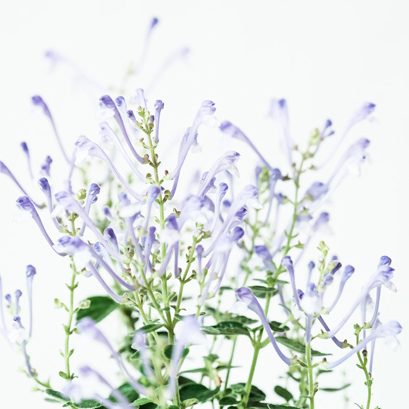 田代氏黃芩（台灣特有種）