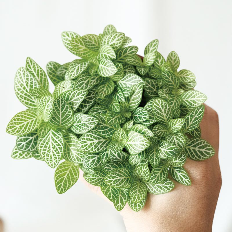 白網紋草